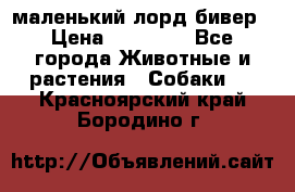 маленький лорд бивер › Цена ­ 10 000 - Все города Животные и растения » Собаки   . Красноярский край,Бородино г.